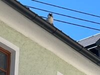 Tierrettung am 27. April