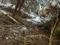 Entlaufene Rinder in Helfenberg