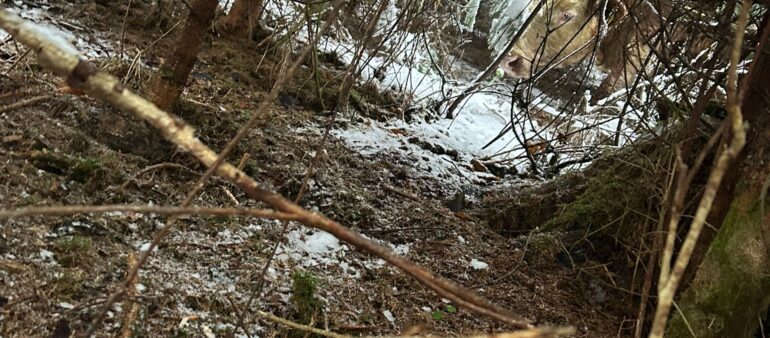 Entlaufene Rinder in Helfenberg