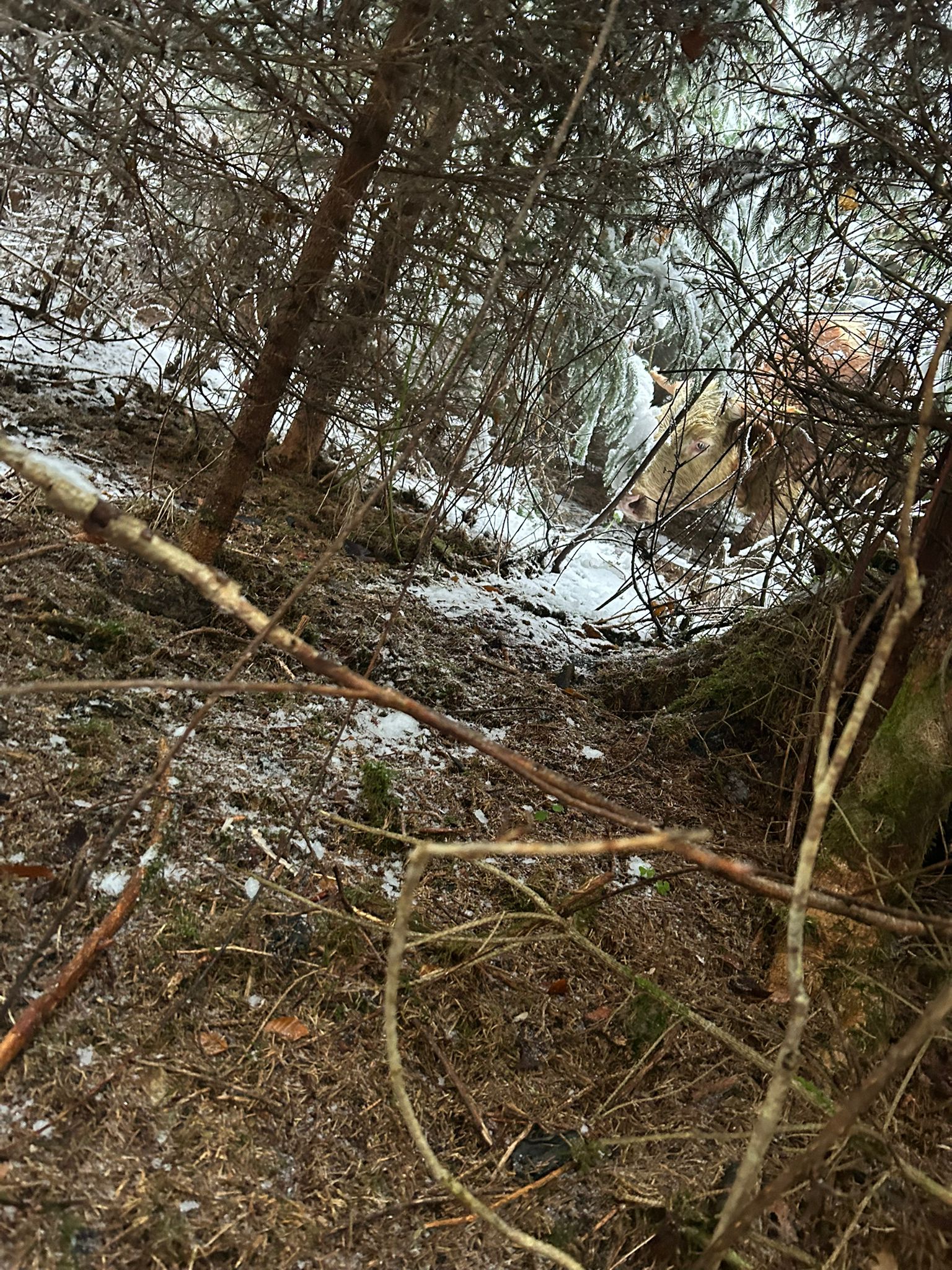 Entlaufene Rinder in Helfenberg